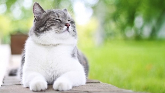 gallery/hi-cat-istock